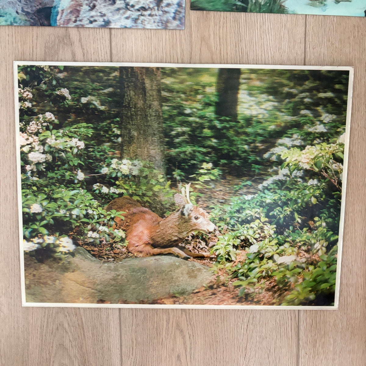 LOT 3 Vintage Lenticular 3-D Pictures Eagle, Deer, Geese